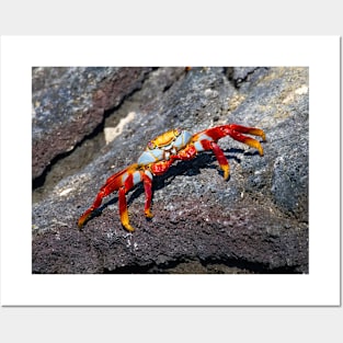 Sally The Colourful Crab Posters and Art